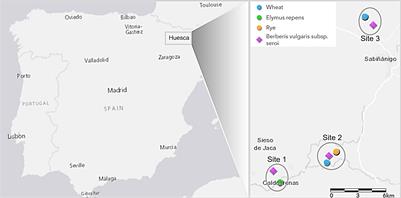 Recombination in the wheat stem rust pathogen mediated by an indigenous barberry species in Spain
